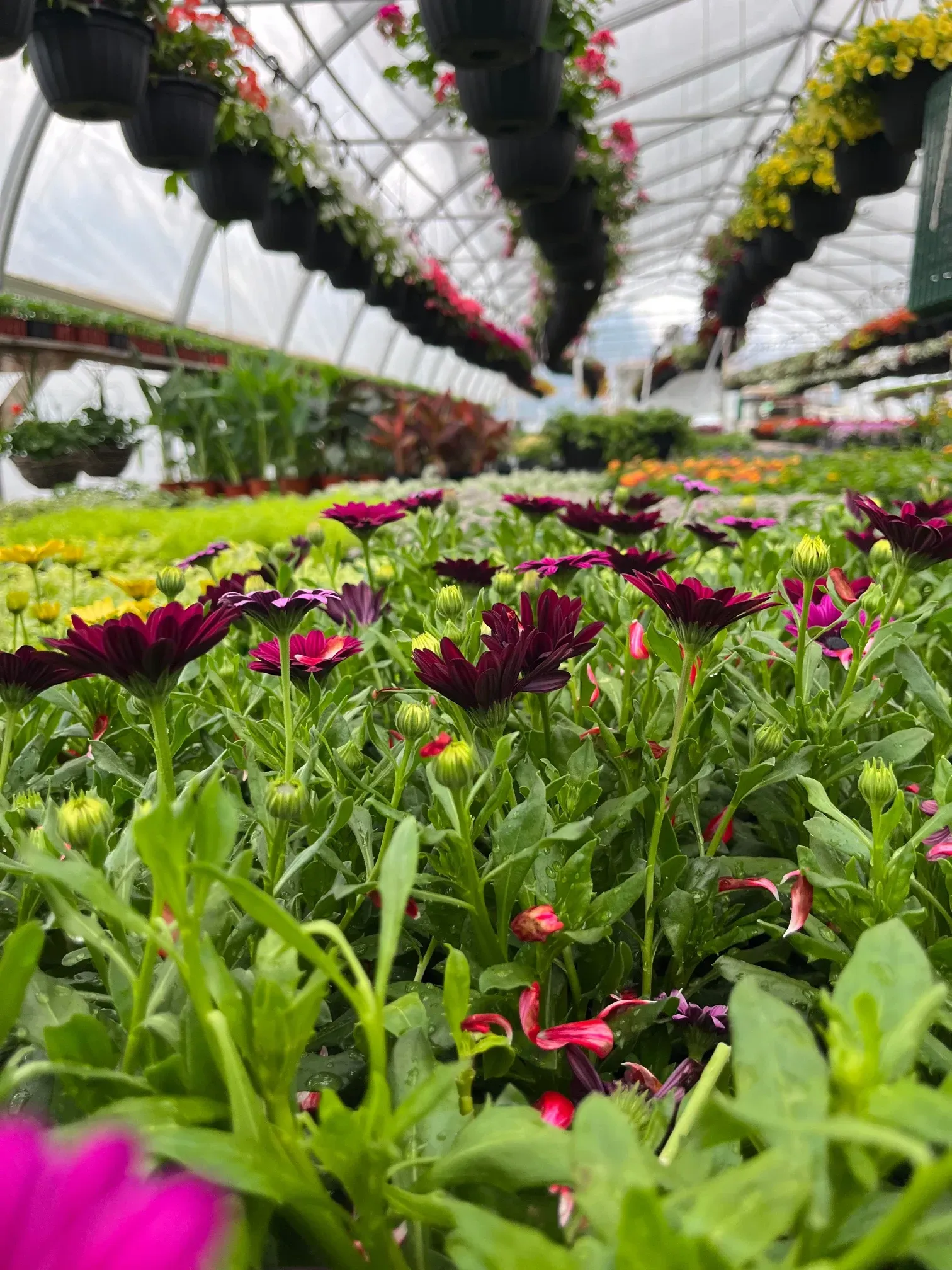 Osteospermum violet en avant-plan, serre du Centre fleurs et jardins